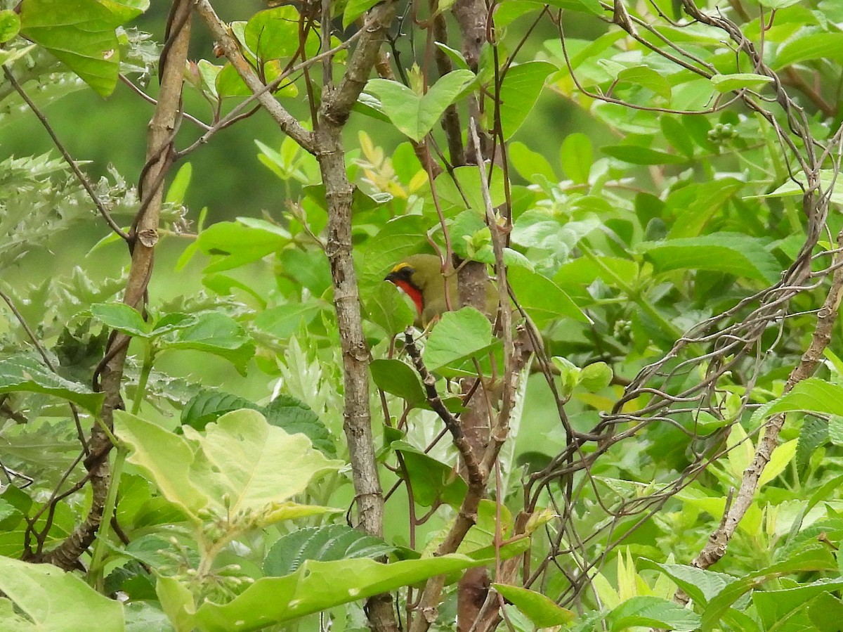 Bubú Verde - ML646784381