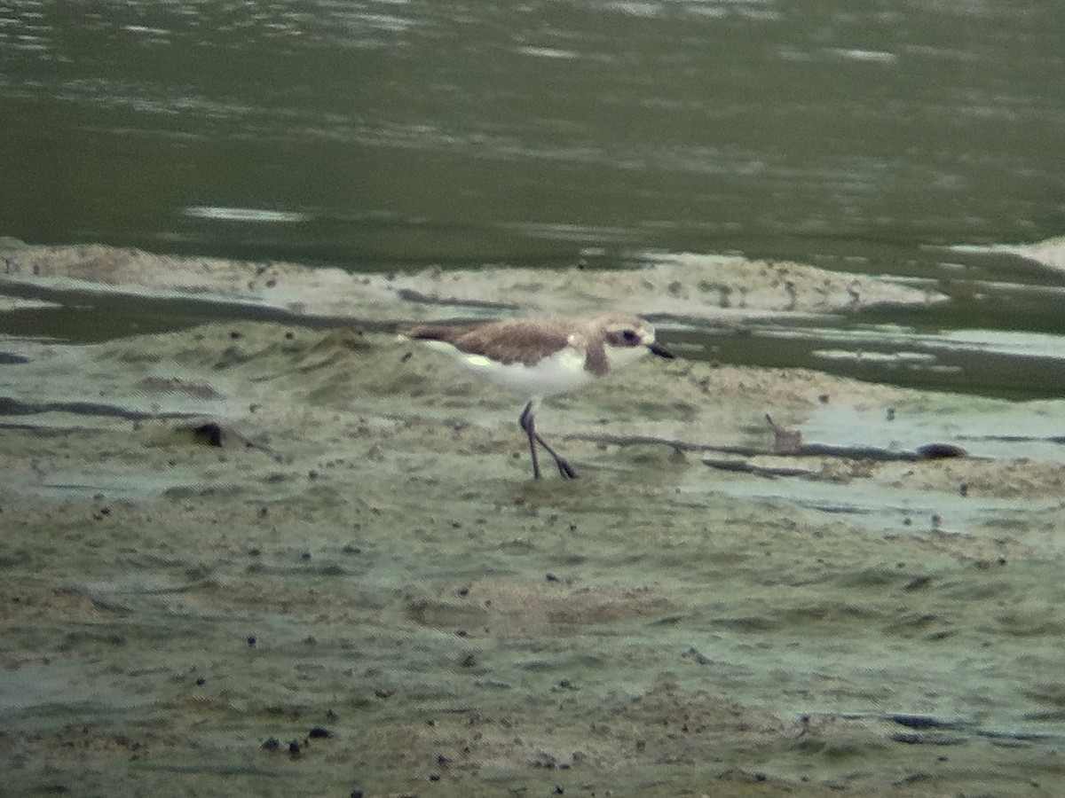 Chorlitejo Tibetano - ML646784382