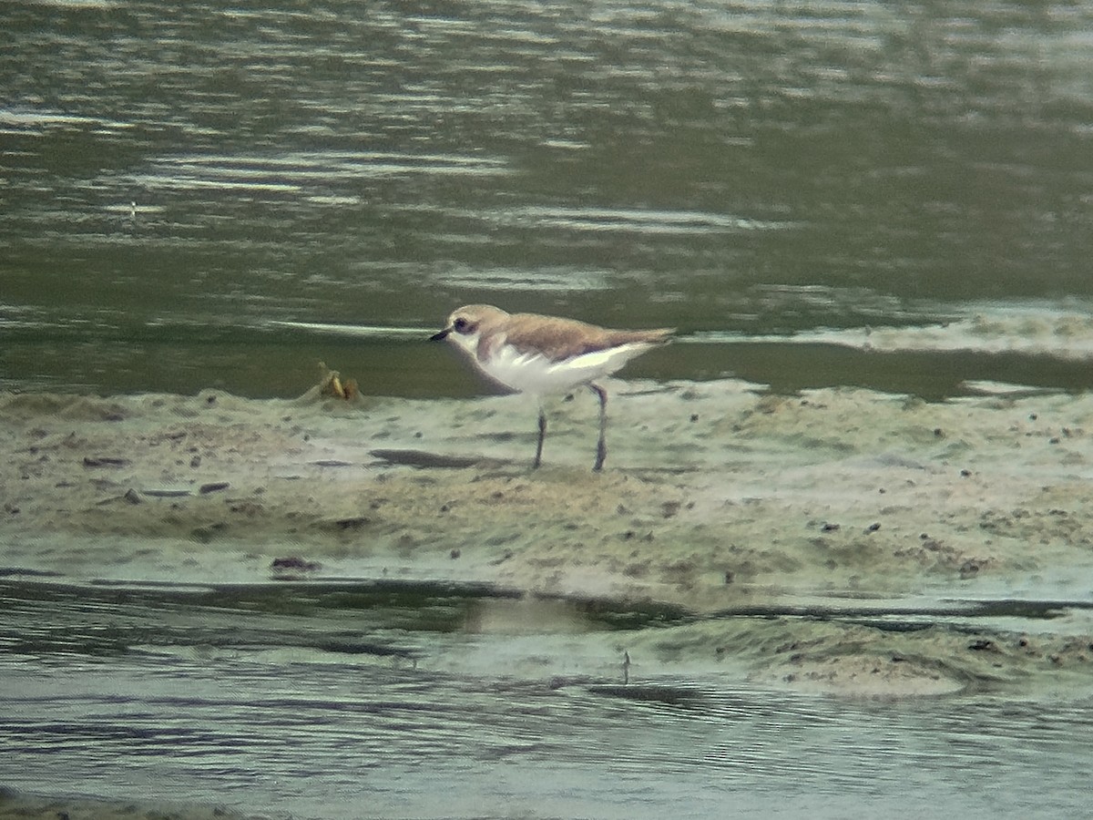 Chorlitejo Tibetano - ML646784383