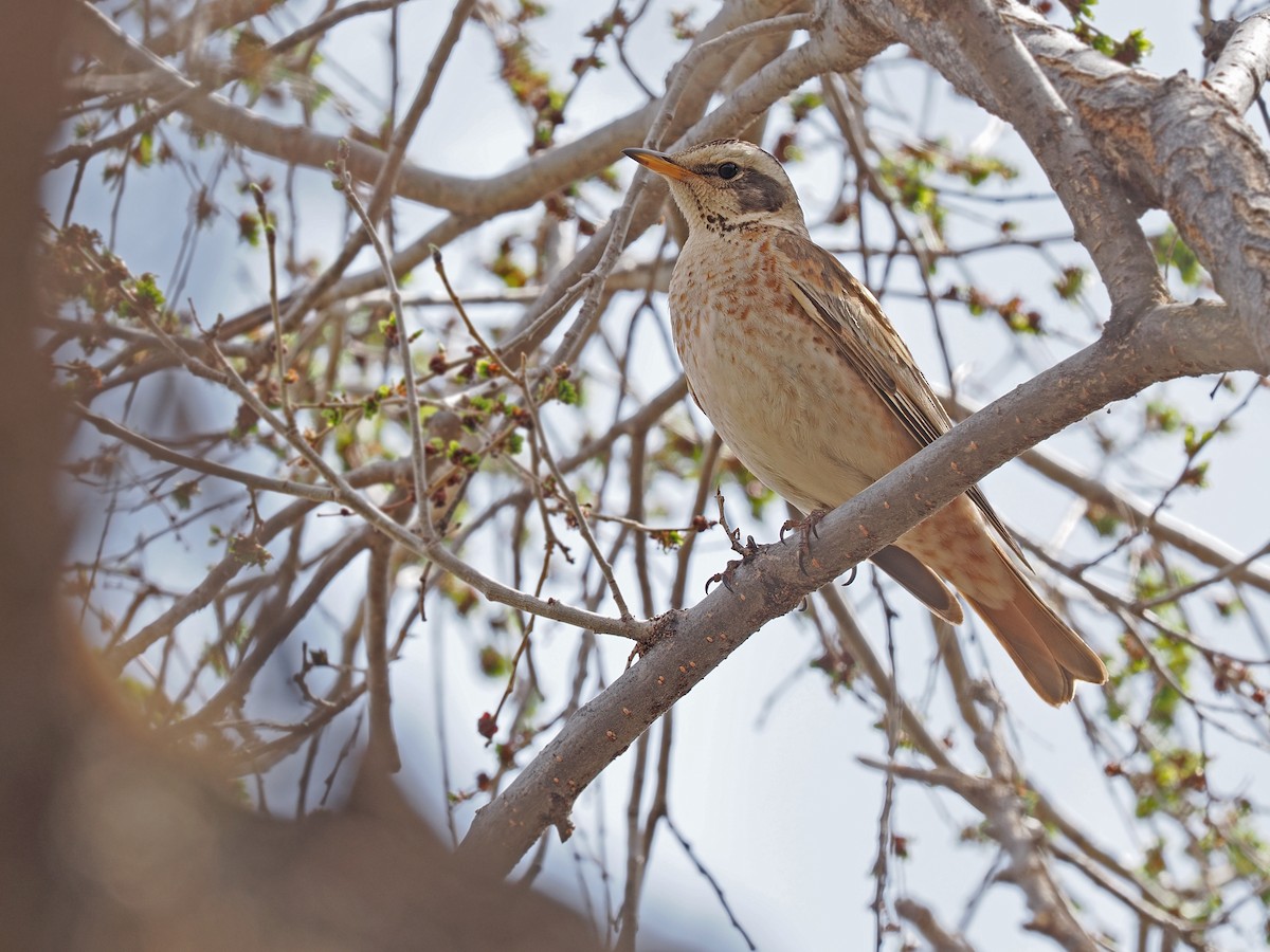 Zorzal Eunomo x de Naumann (híbrido) - ML646784385