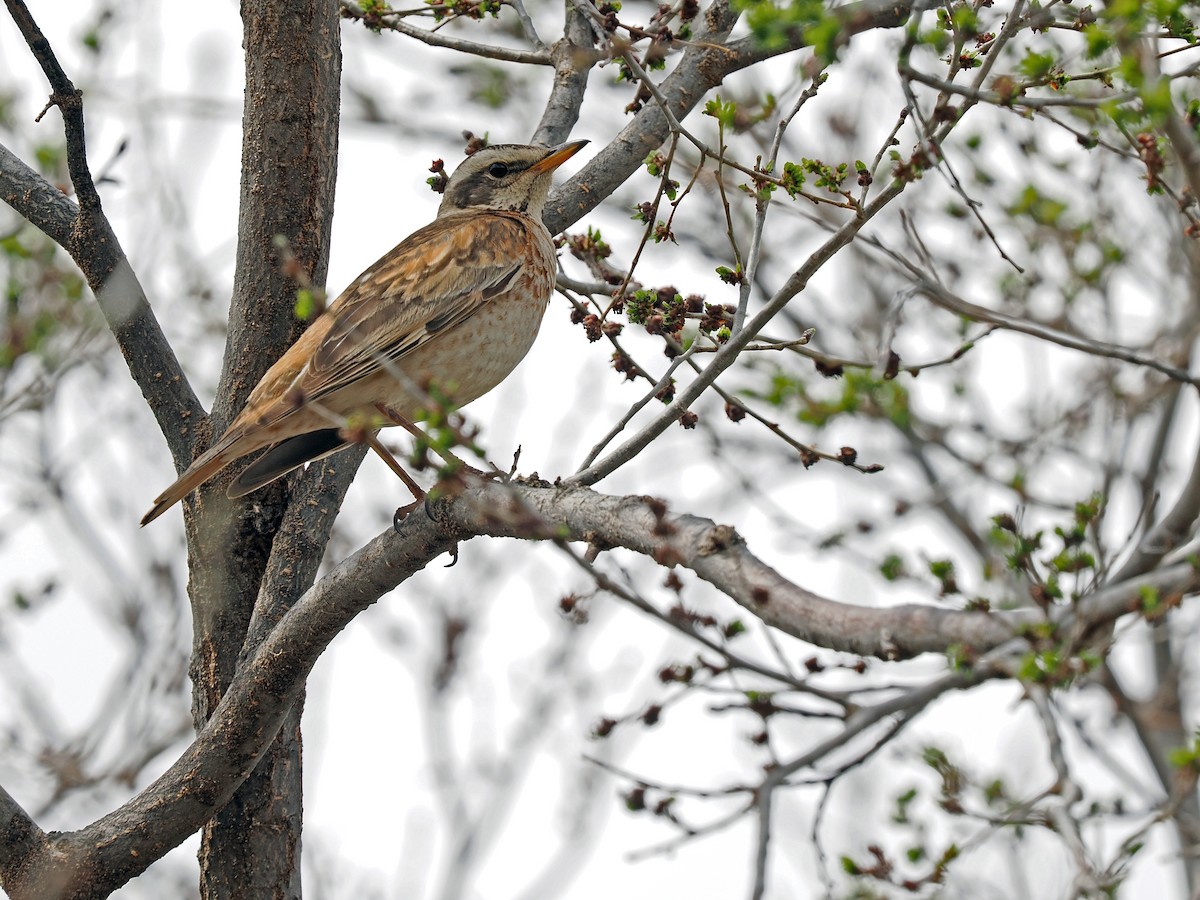 Zorzal Eunomo x de Naumann (híbrido) - ML646784386
