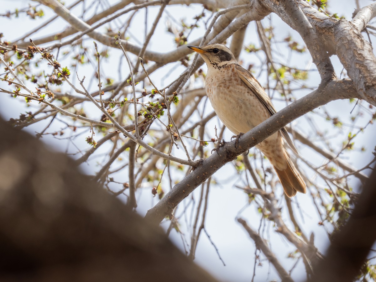 Zorzal Eunomo x de Naumann (híbrido) - ML646784387