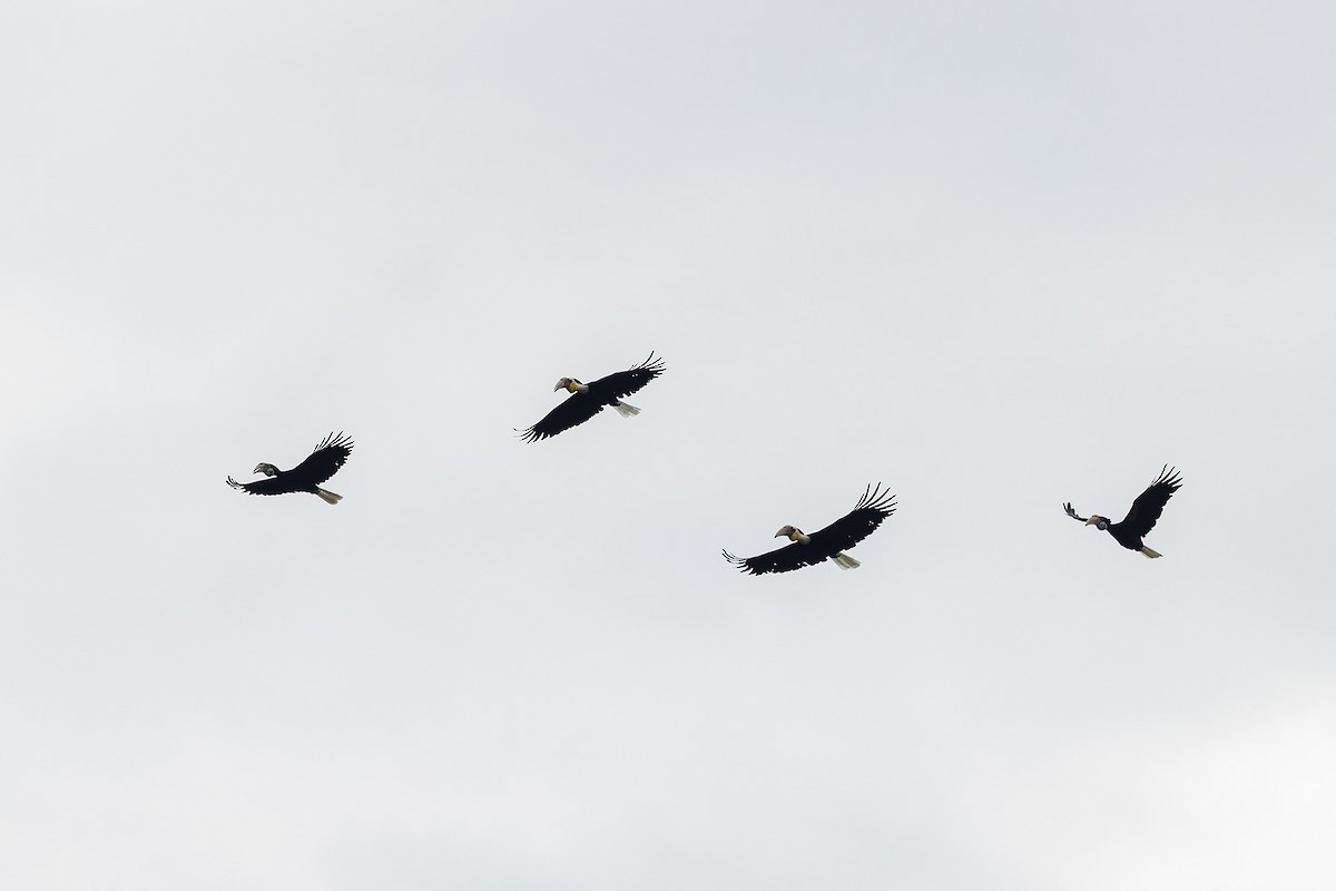 Cálao Gorjinegro - ML646784389