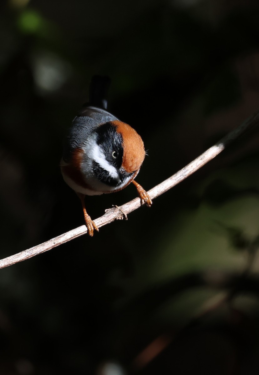 Mito Gorjinegro - ML646784390