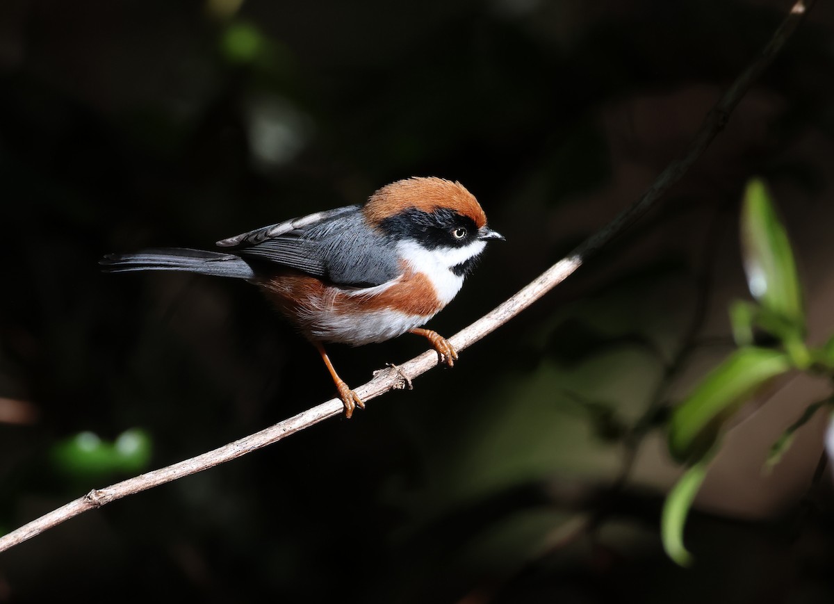 Mito Gorjinegro - ML646784391