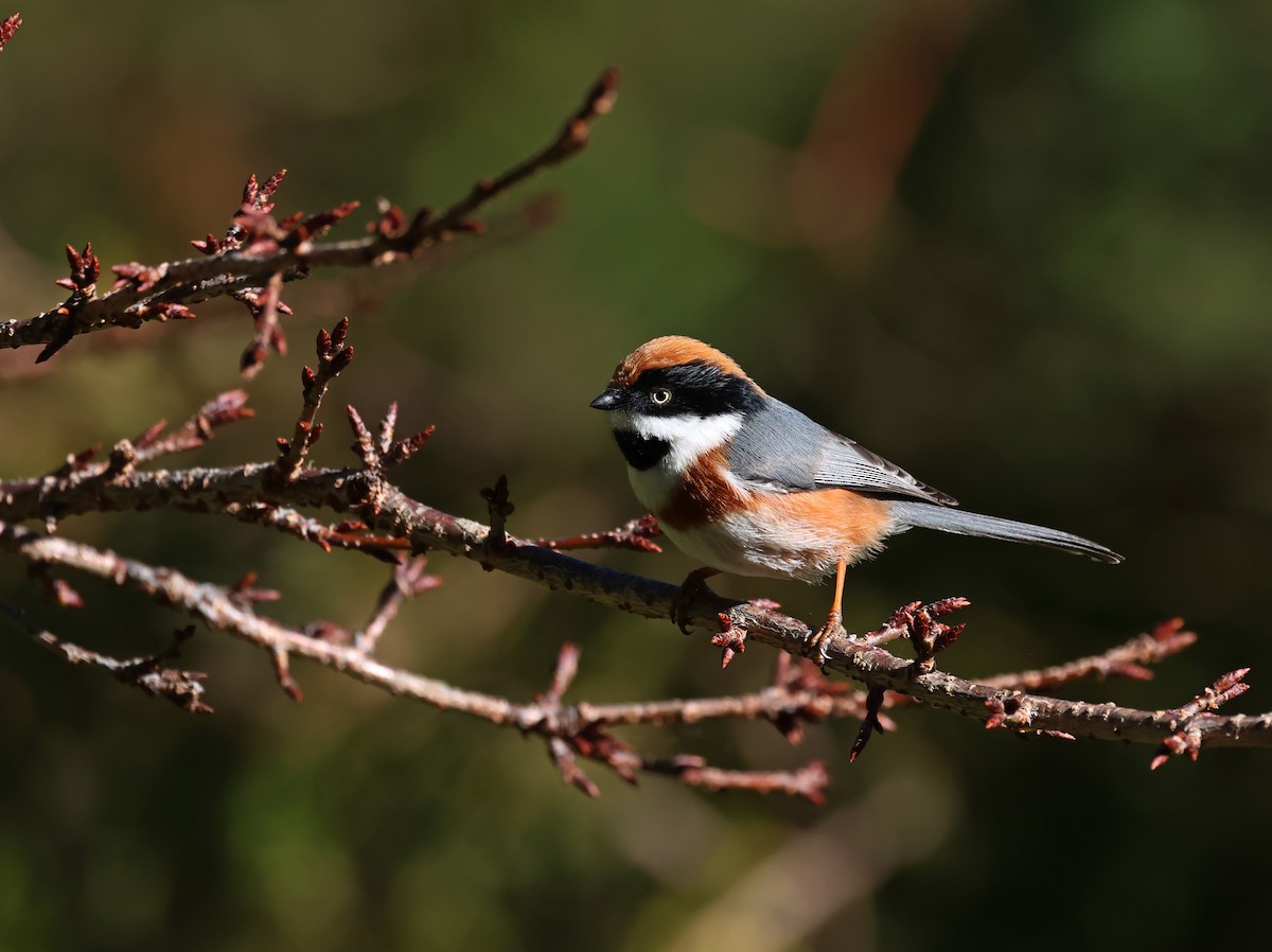 Mito Gorjinegro - ML646784392