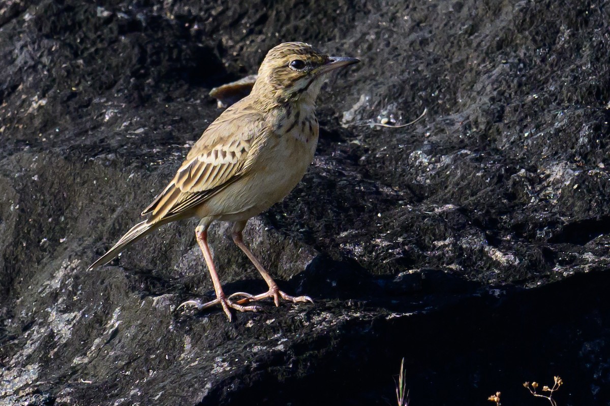 Bisbita Oriental - ML646784394