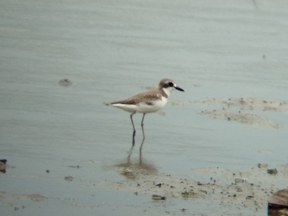 Chorlitejo Mongol - ML646784395