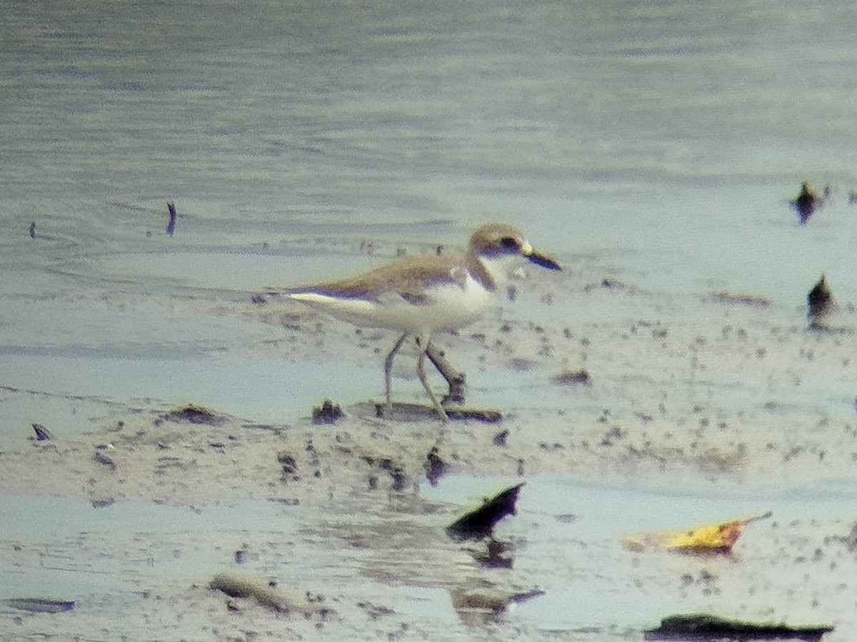 Chorlitejo Mongol - ML646784396