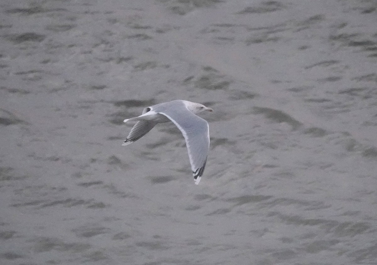 Gaviota Argéntea Europea - ML646784397