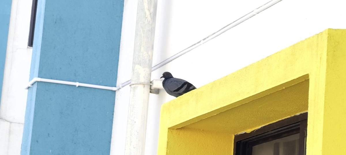 Rock Pigeon (Feral Pigeon) - ML646784399