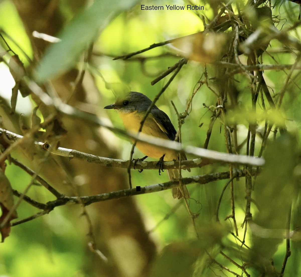 Doğulu Sarı Bülbül - ML646784401