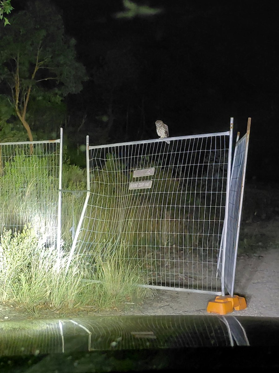 boobookugle - ML646784402