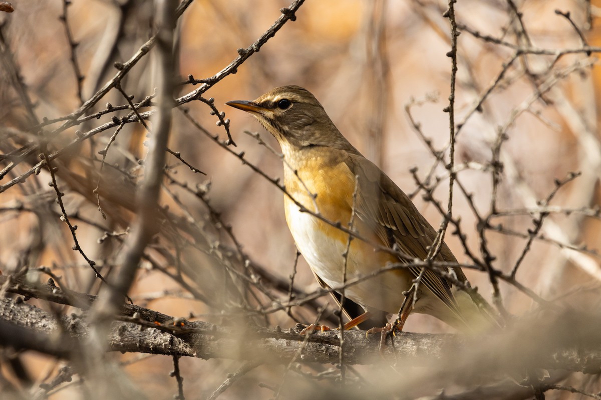 Eyebrowed Thrush - ML646784408