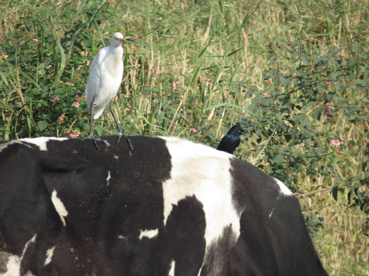Black Drongo - ML646784409