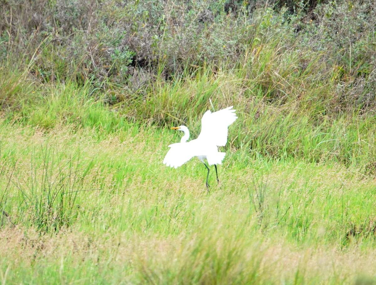 Yellow-billed Egret - ML646784410