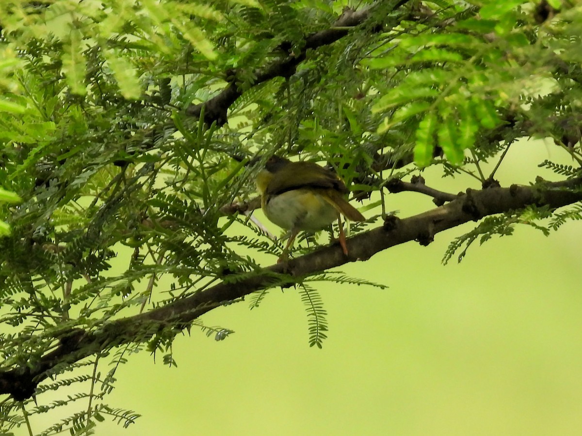 Желтогрудый апалис - ML646784411