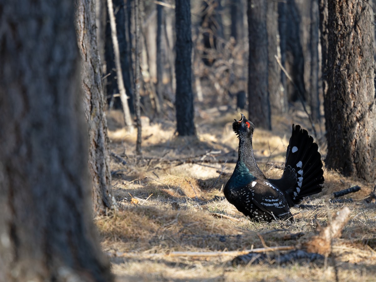 Urogallo Piquinegro - ML646784412