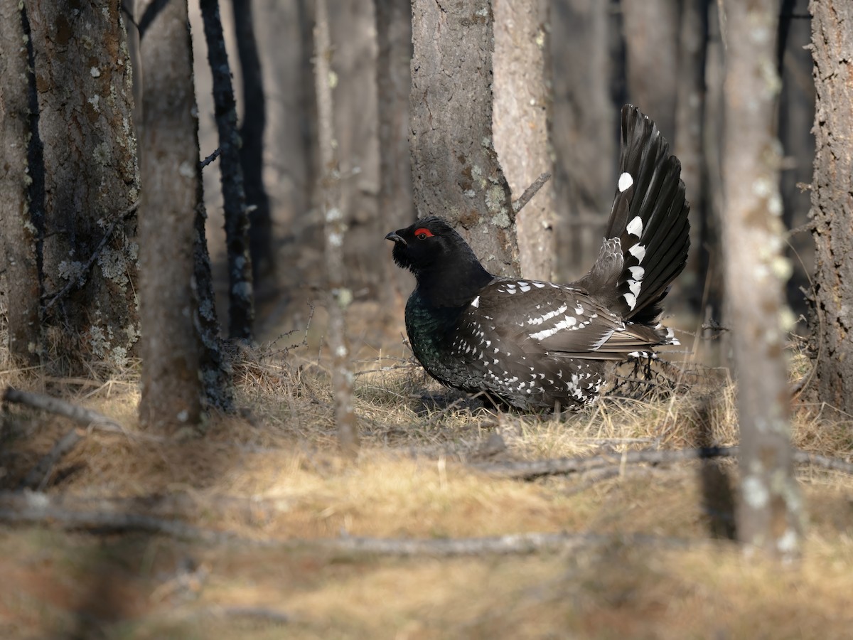 Urogallo Piquinegro - ML646784413