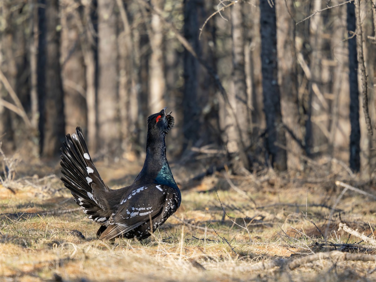 Urogallo Piquinegro - ML646784414