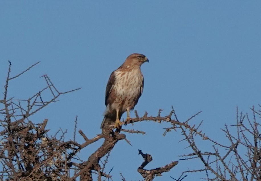 Kızıl Şahin (cirtensis) - ML646784415