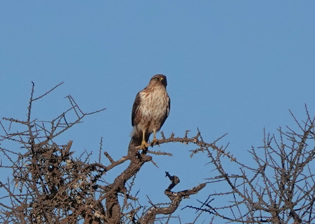 Kızıl Şahin (cirtensis) - ML646784416