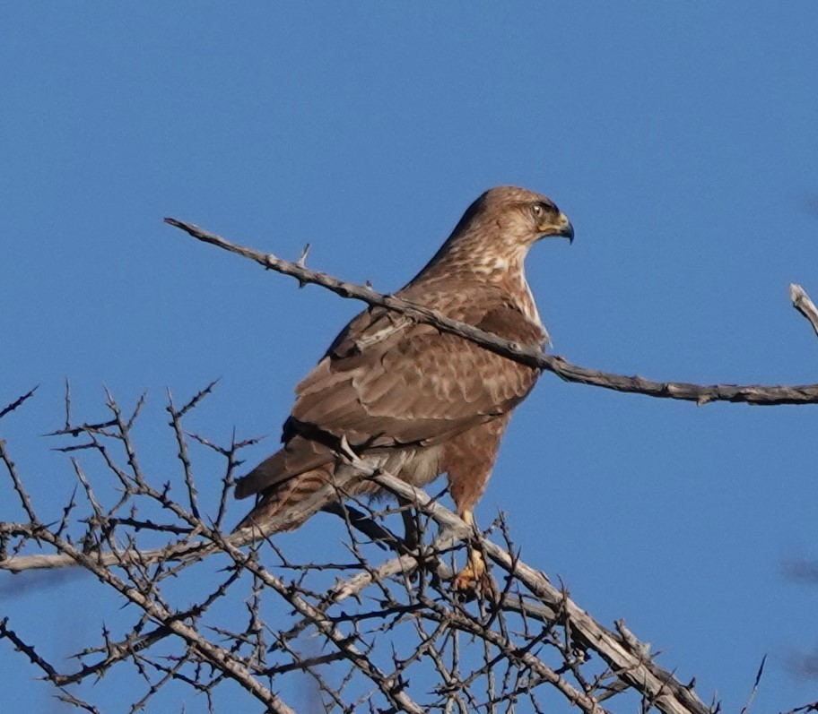 Kızıl Şahin (cirtensis) - ML646784417