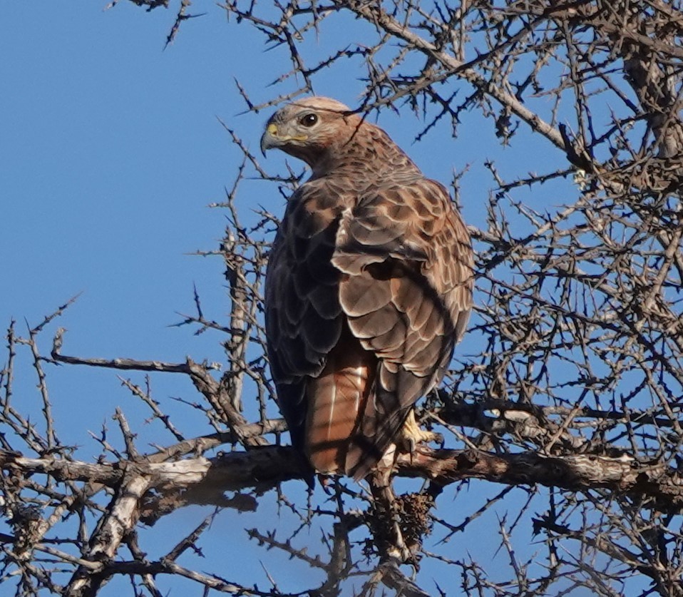 Kızıl Şahin (cirtensis) - ML646784418