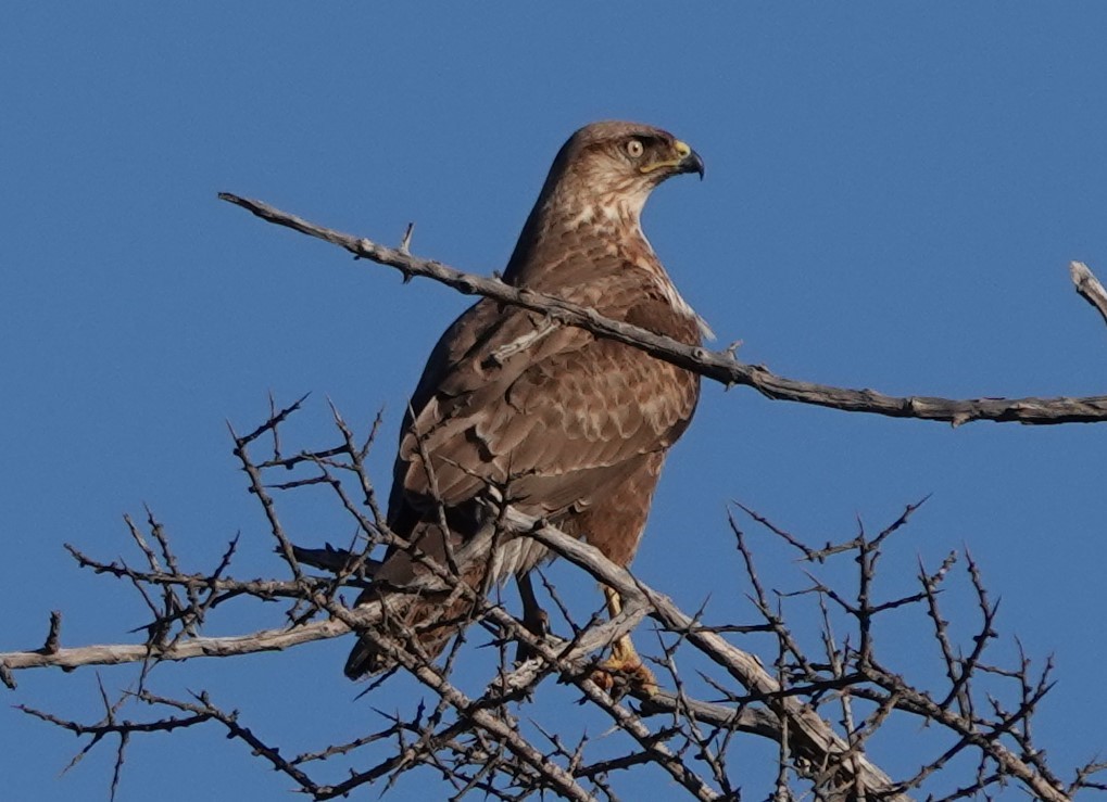 Kızıl Şahin (cirtensis) - ML646784419