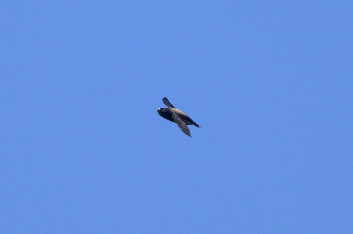 Martinet géant - ML646784421