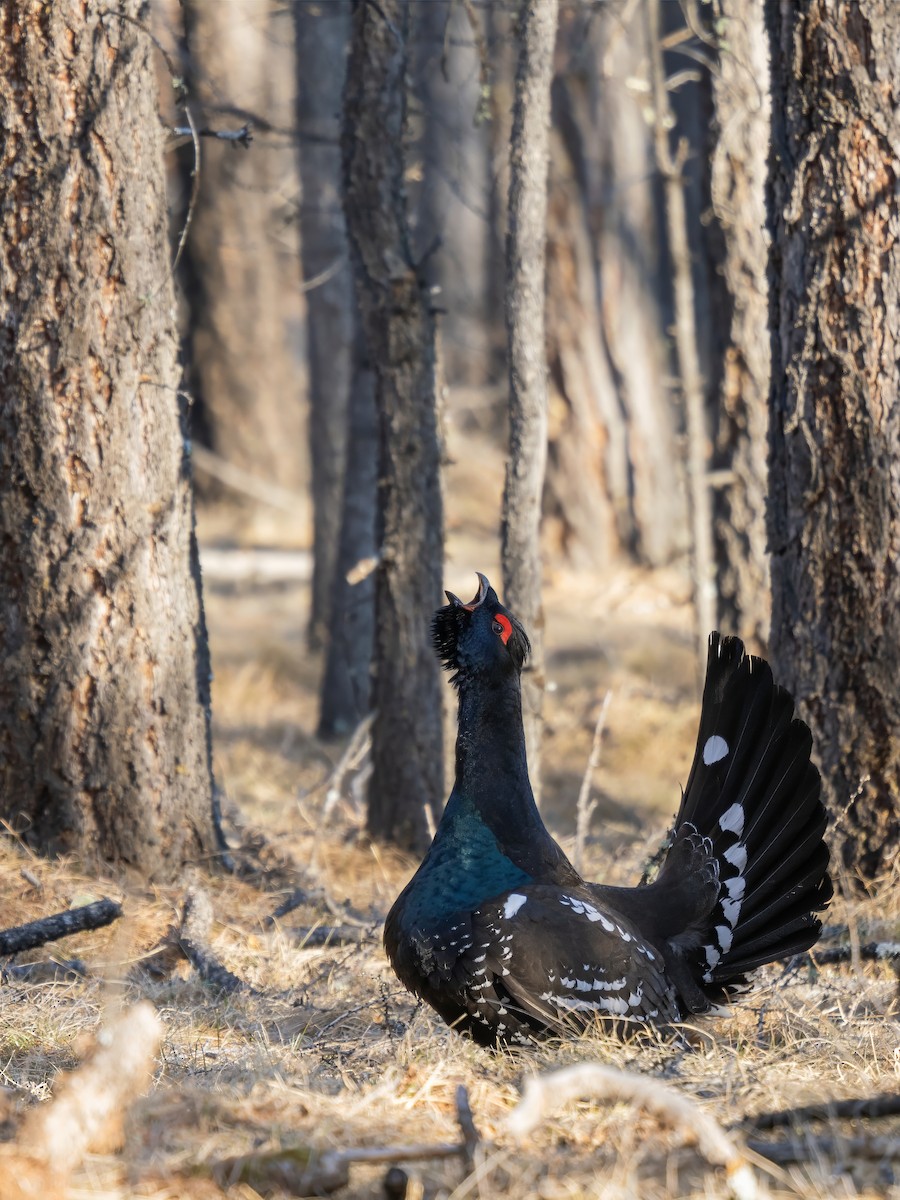 Urogallo Piquinegro - ML646784422