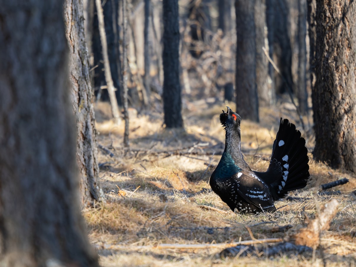 Urogallo Piquinegro - ML646784423