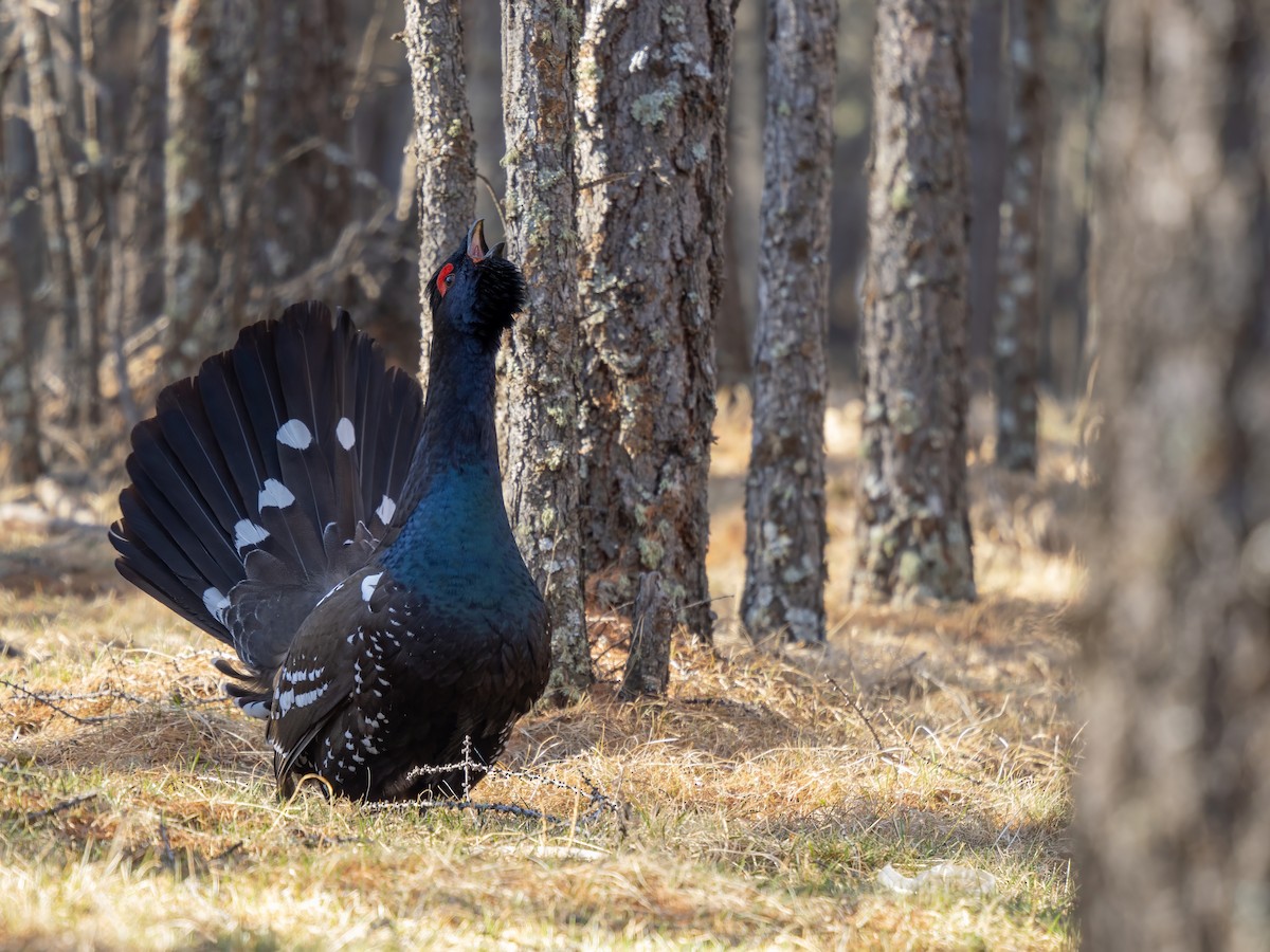 Urogallo Piquinegro - ML646784424