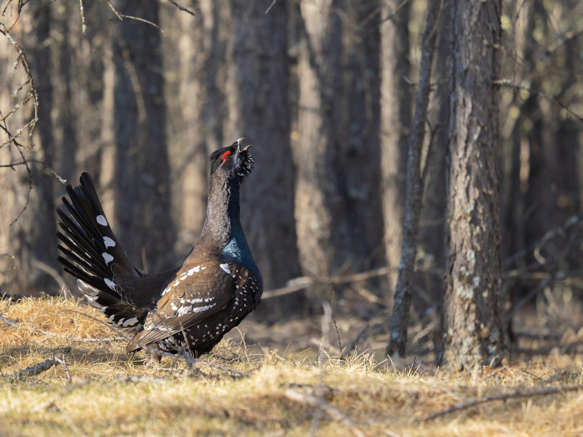 Urogallo Piquinegro - ML646784425