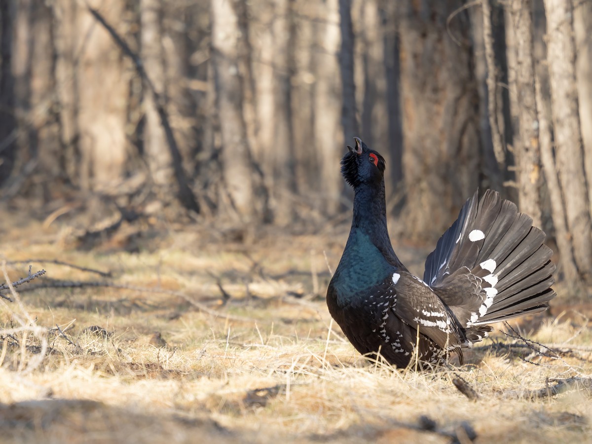 Urogallo Piquinegro - ML646784426