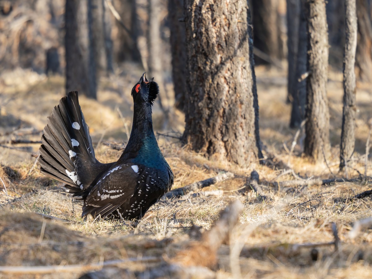 Urogallo Piquinegro - ML646784427