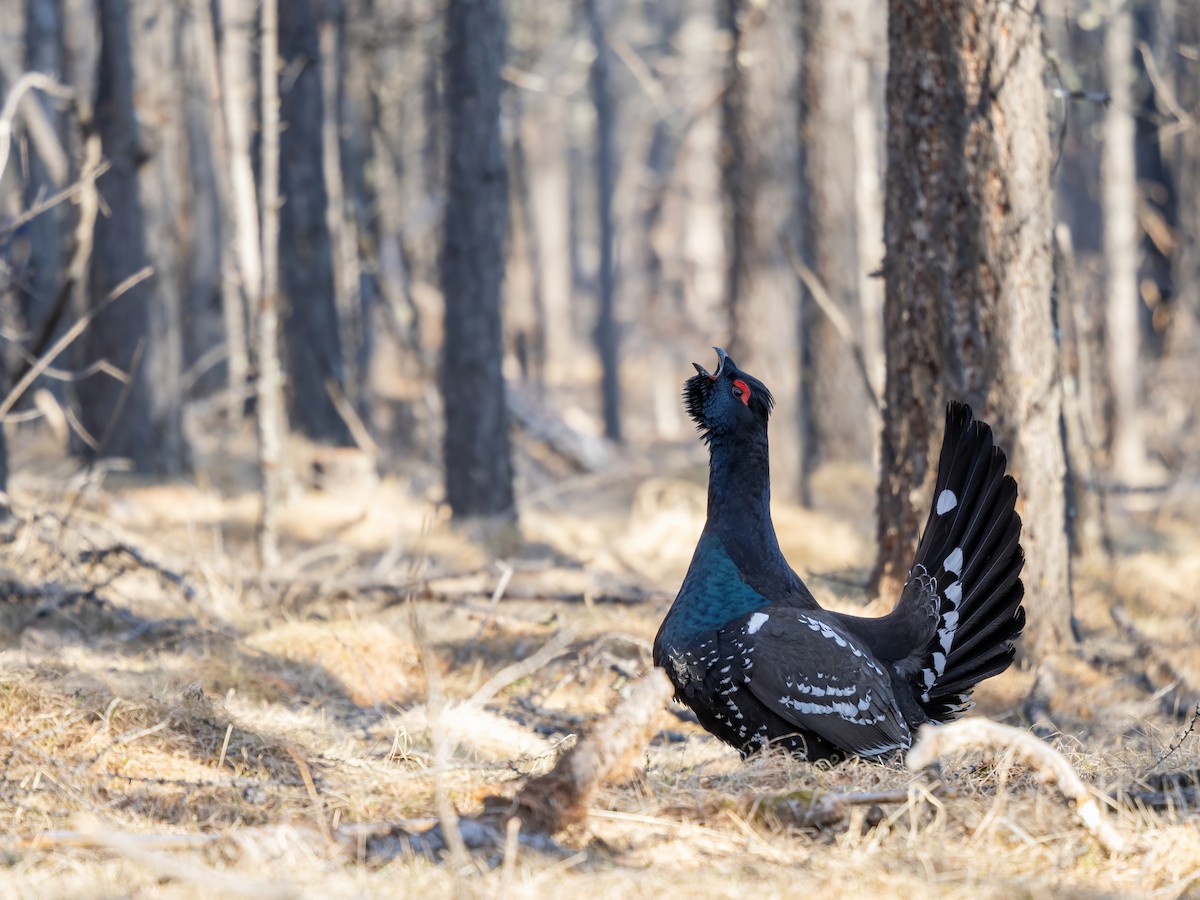 Urogallo Piquinegro - ML646784428