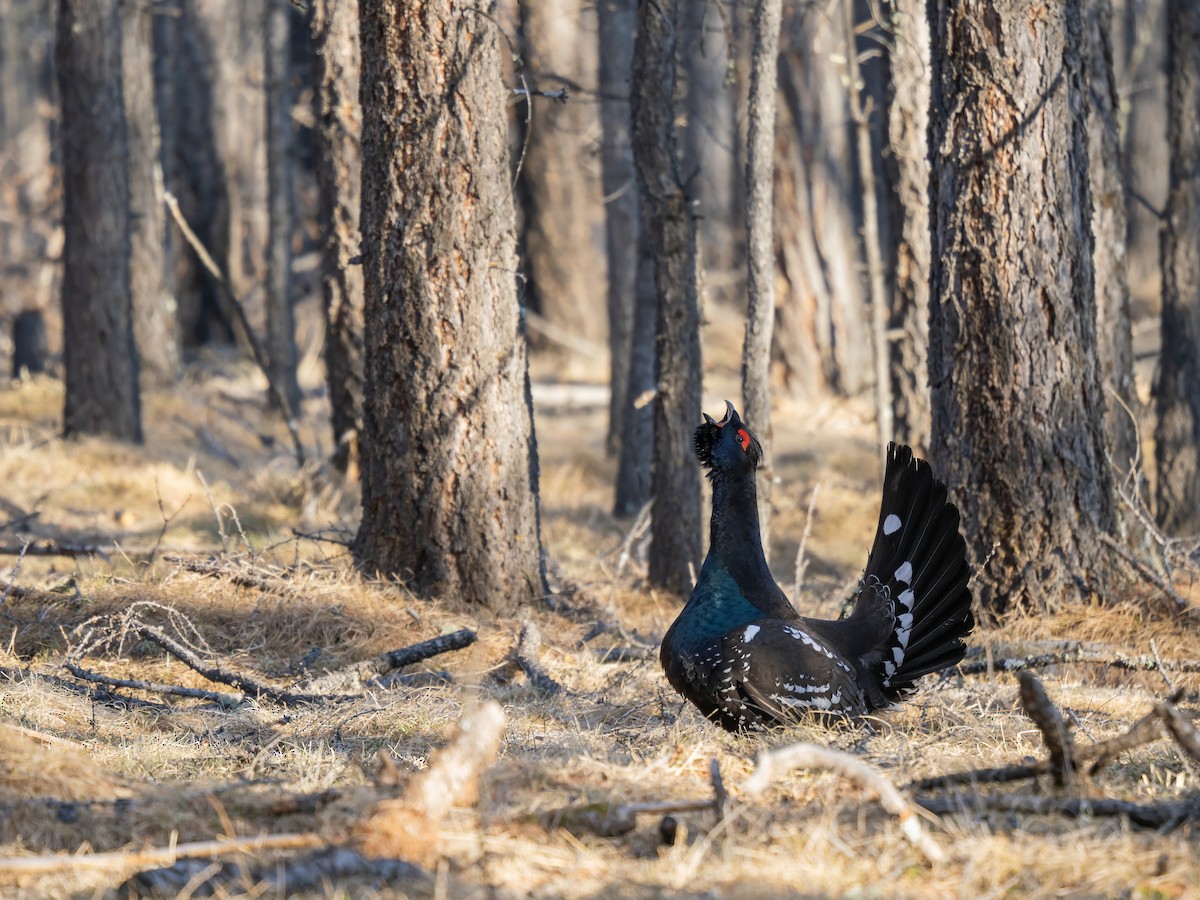 Urogallo Piquinegro - ML646784429