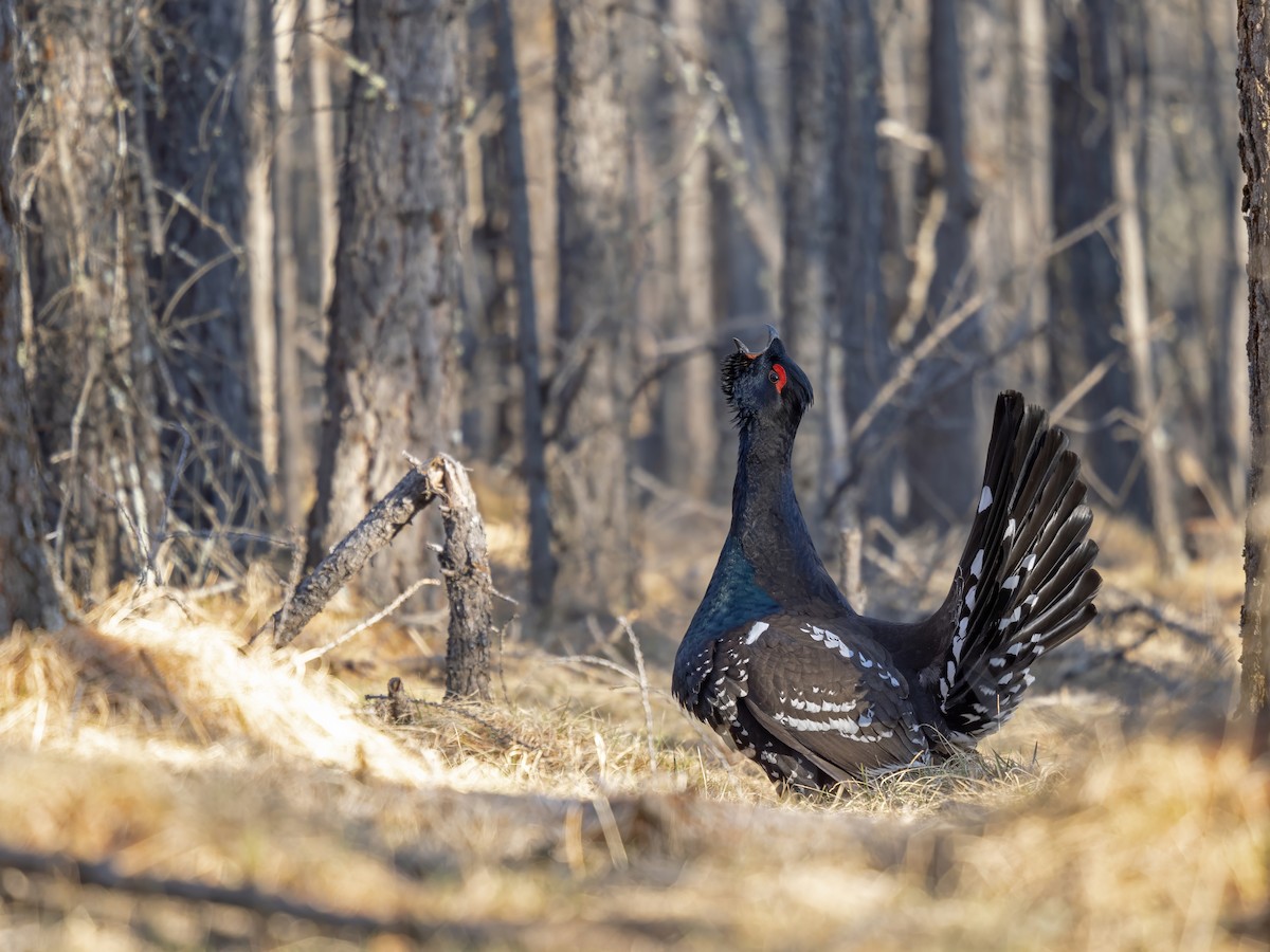 Urogallo Piquinegro - ML646784430