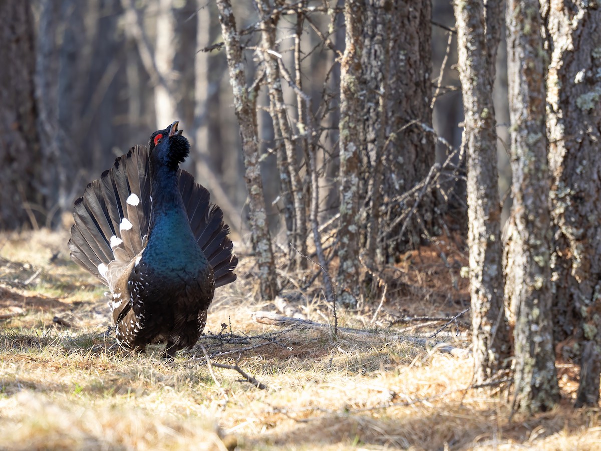 Urogallo Piquinegro - ML646784431
