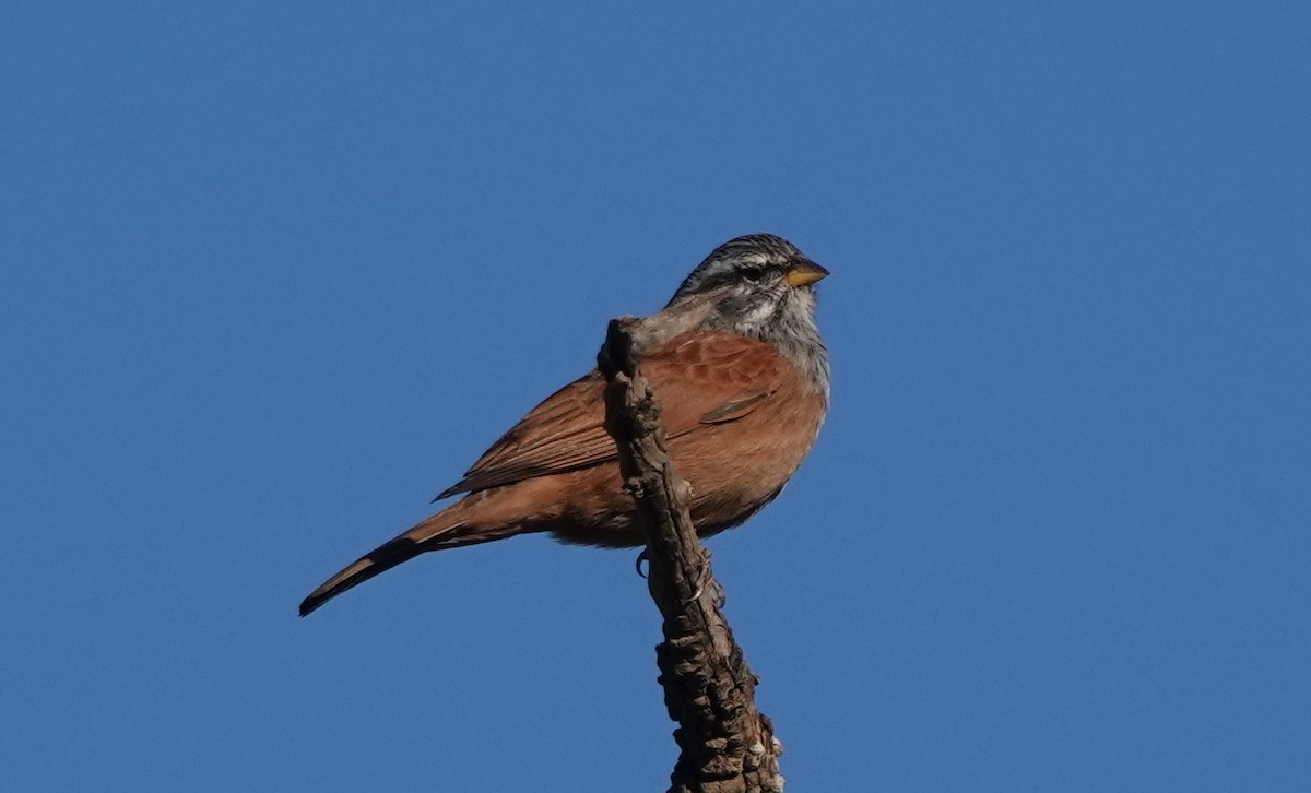 Вівсянка сахарська - ML646784432