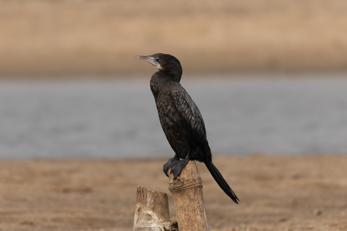 Little Cormorant - ML646784434