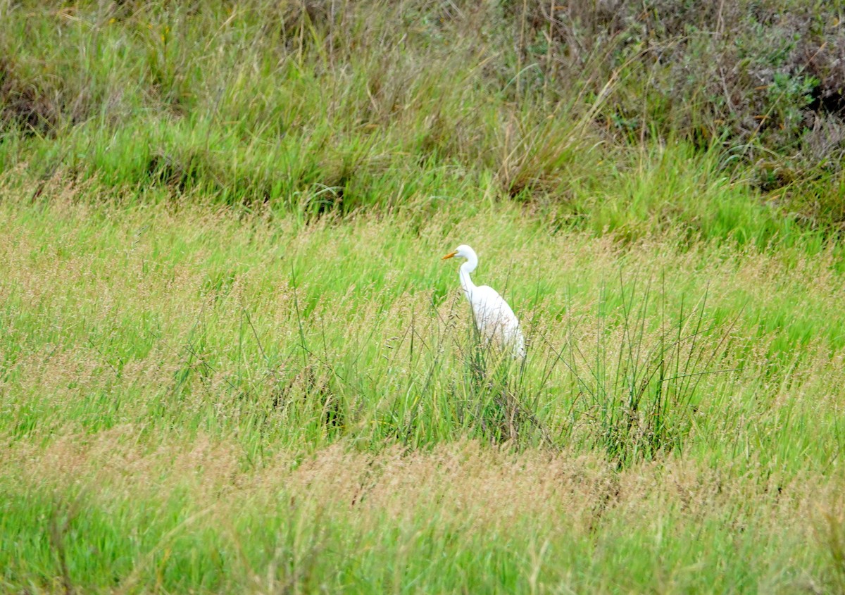 Yellow-billed Egret - ML646784435