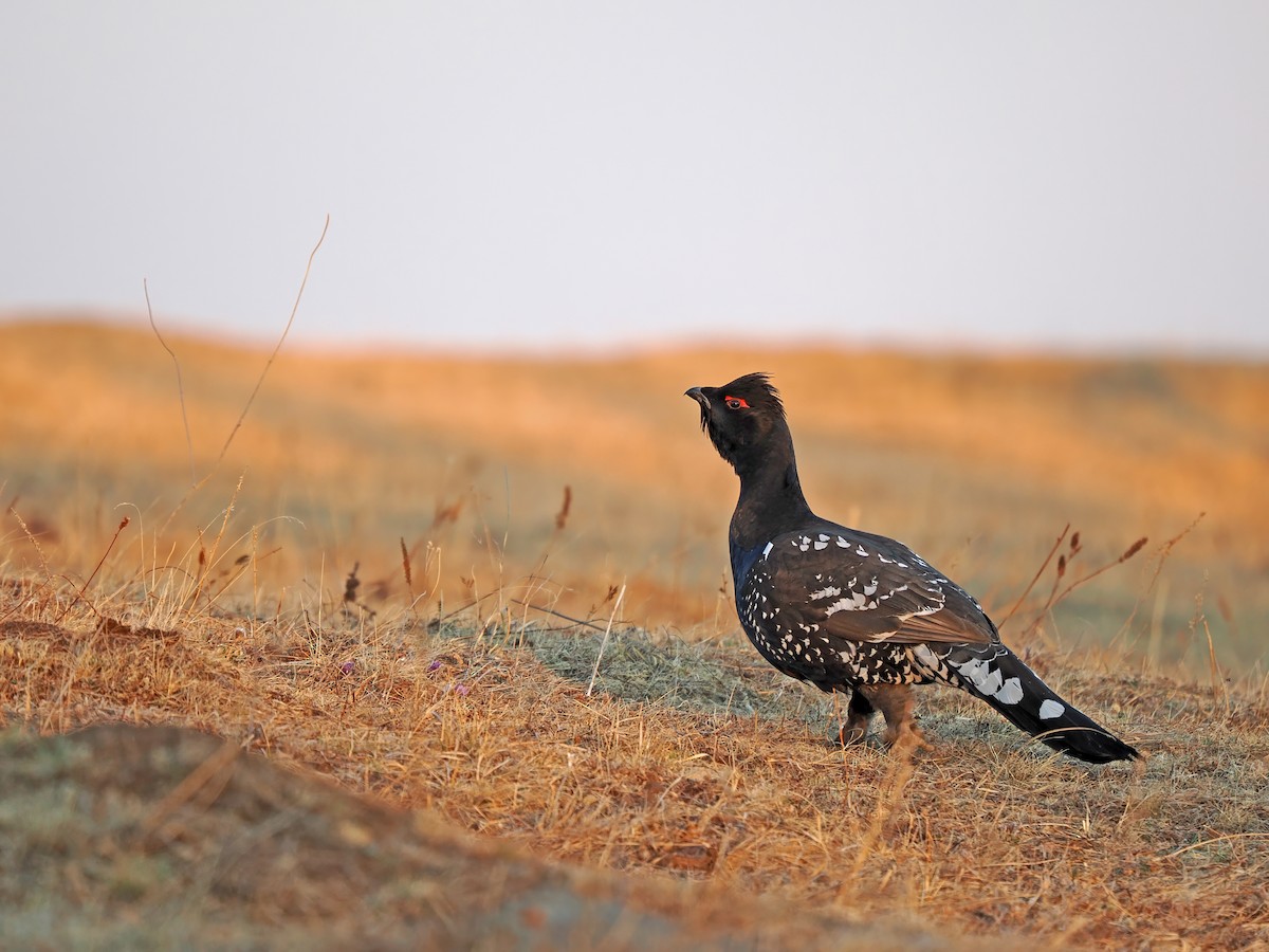 Urogallo Piquinegro - ML646784437