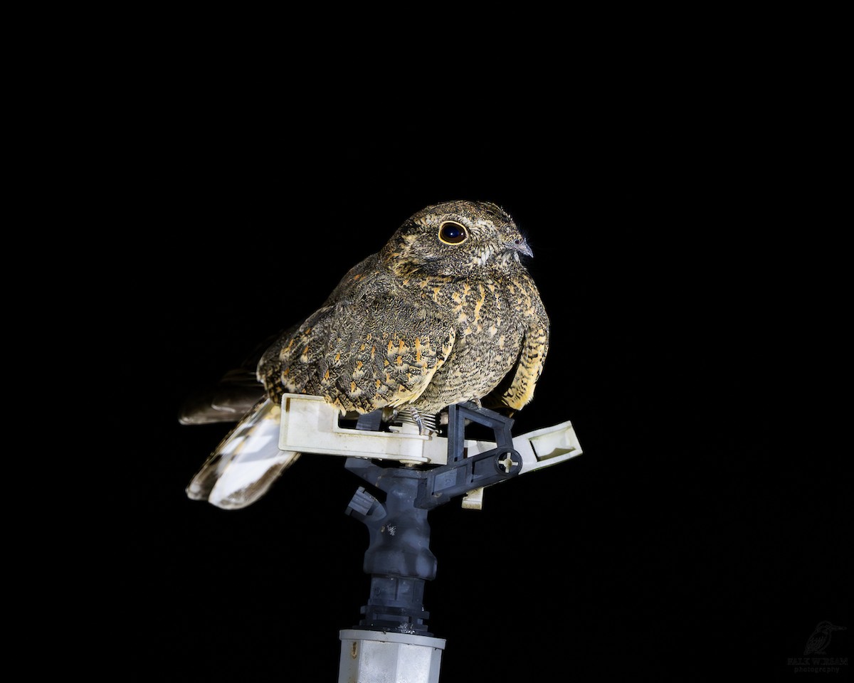 Savanna Nightjar - ML646784439