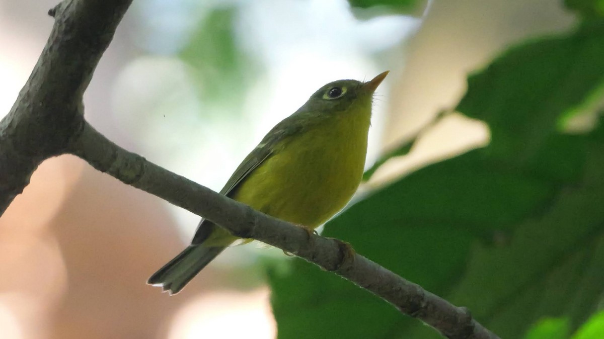 White-spectacled Warbler - ML646784440