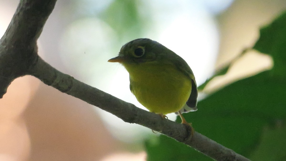 White-spectacled Warbler - ML646784441