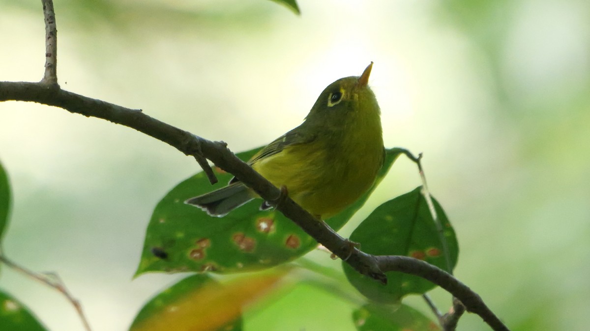 White-spectacled Warbler - ML646784442