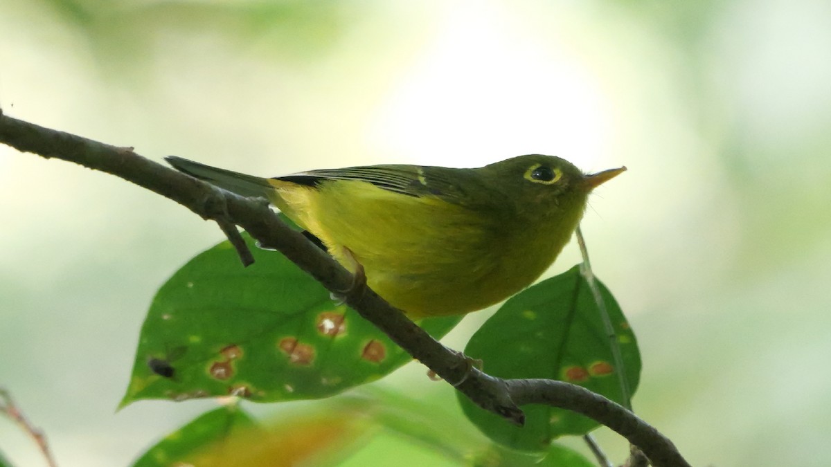 White-spectacled Warbler - ML646784443