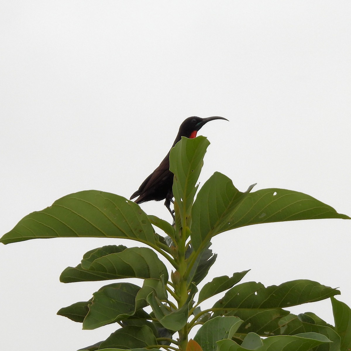 Scarlet-chested Sunbird - ML646784444